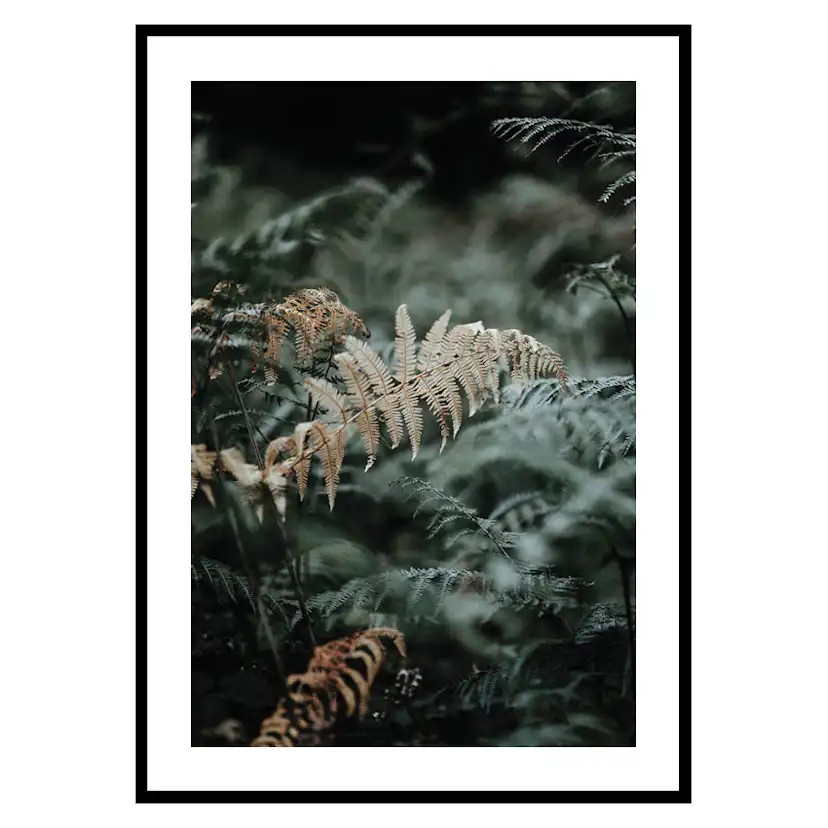 Poster Gallerix Fern No2