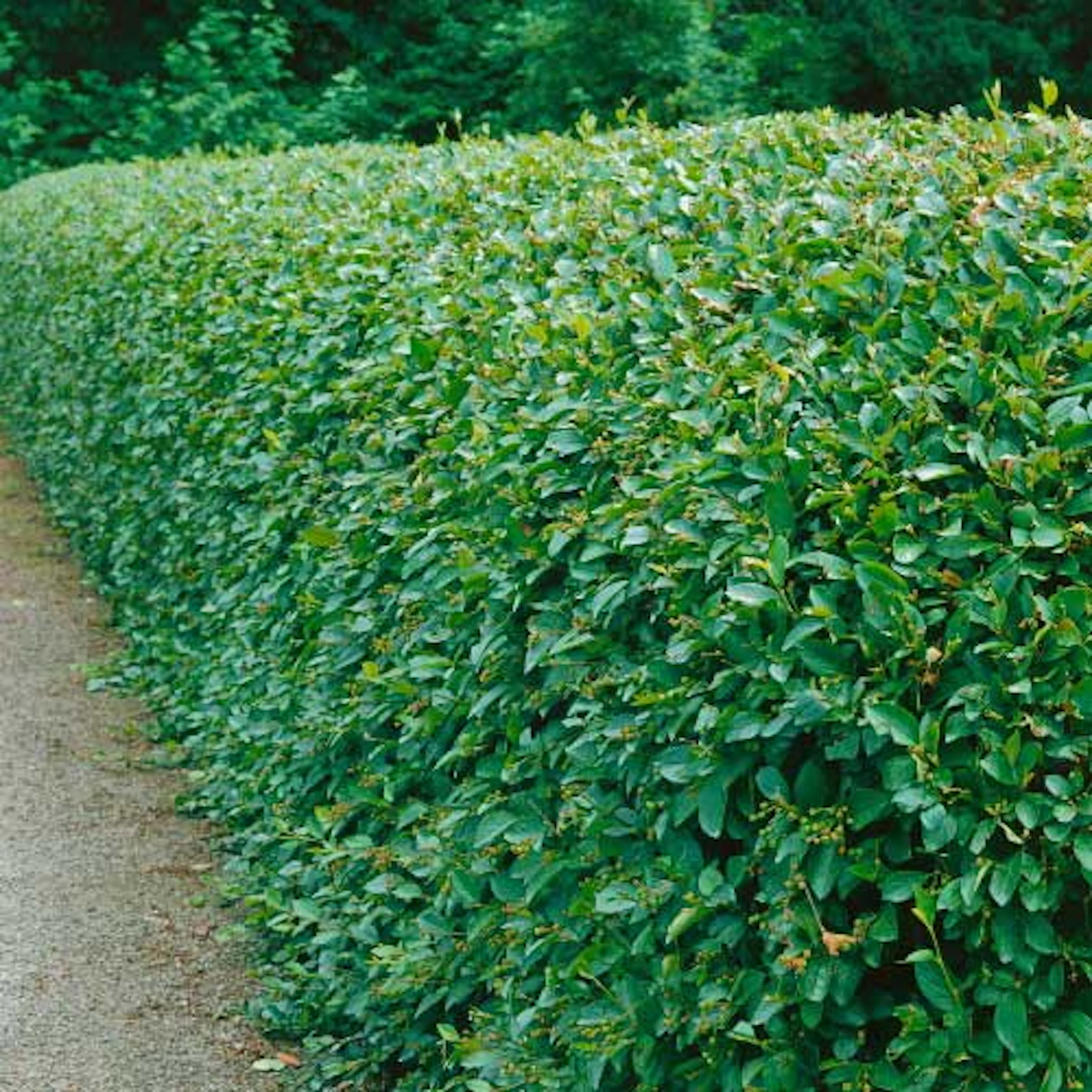 Häckoxbär Omnia Garden 60-100 cm