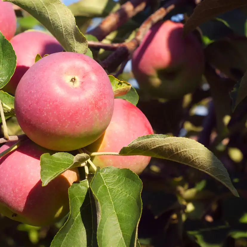Äppelträd Omnia Garden Röd Melba Svagväxande