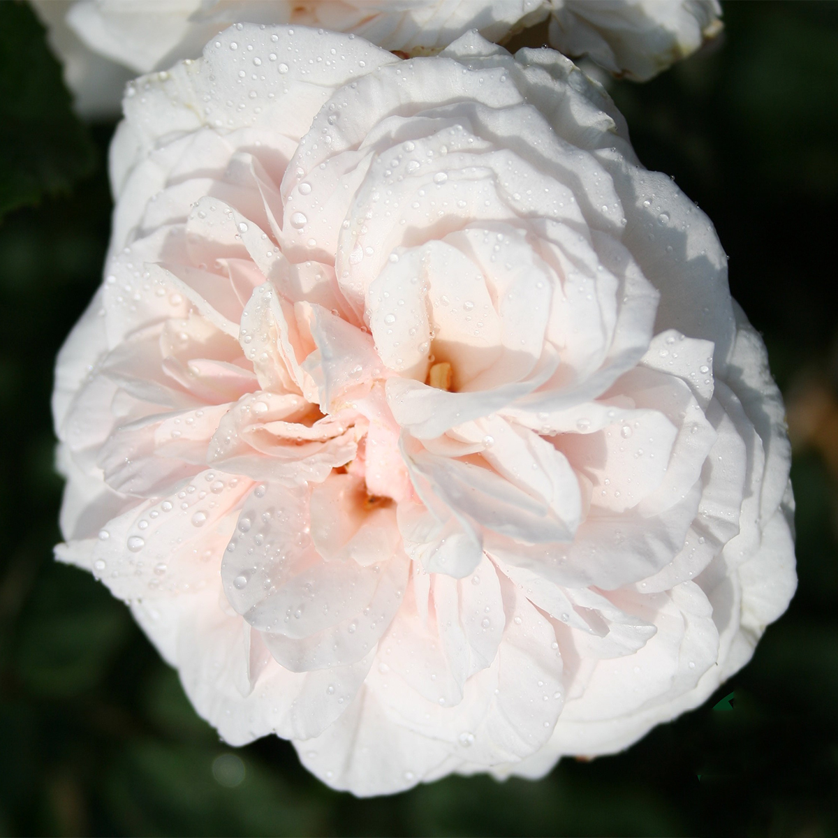 Storblommig Buskros Omnia Garden Souvenir de la Malmaison