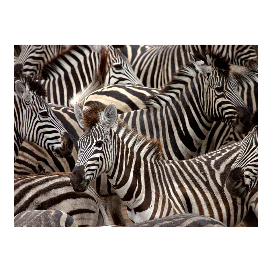 Fototapet Arkiio Herd Av Zebror