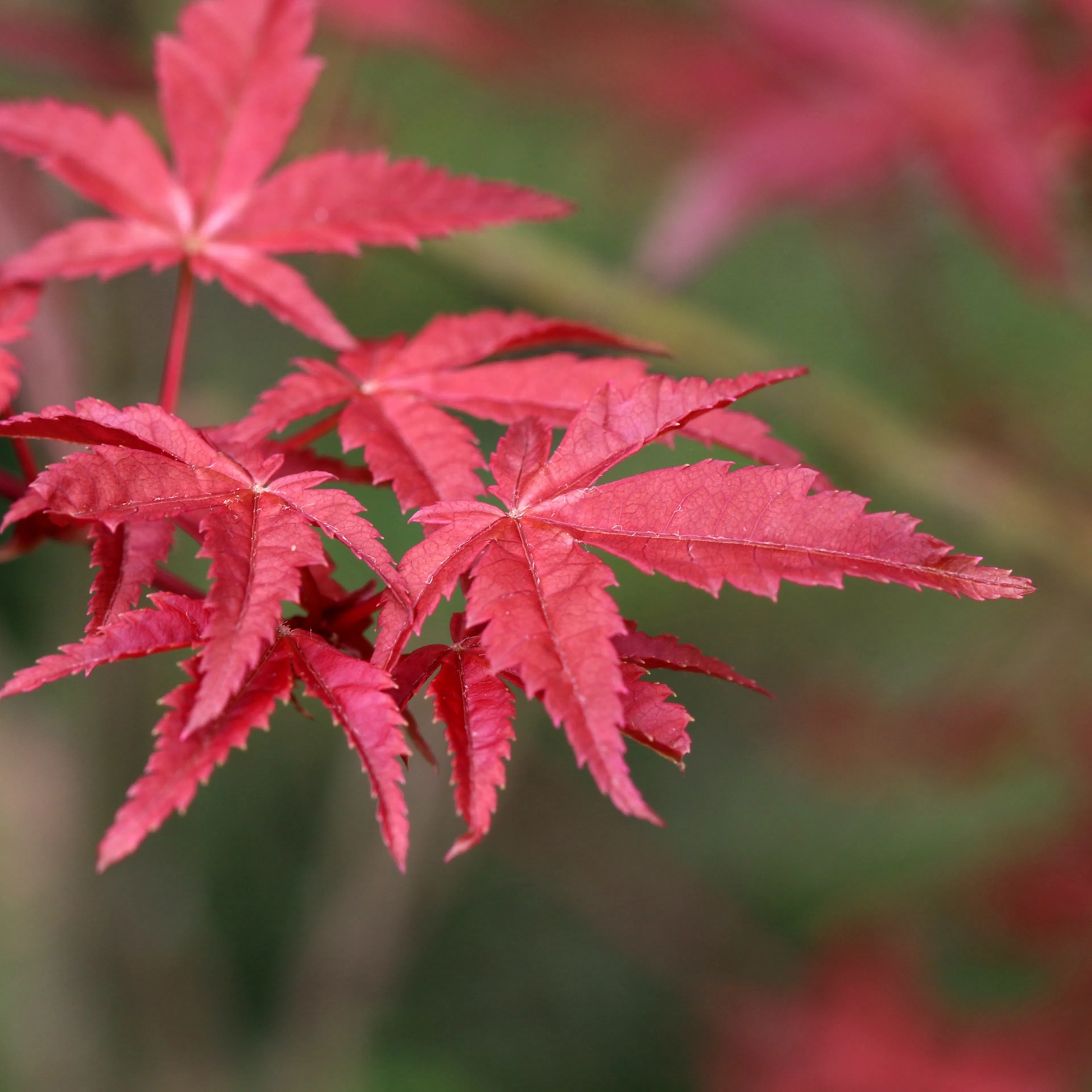 Solitär Buske Omnia Garden Prydnadsbuske Japansk Lönn Osakazuki