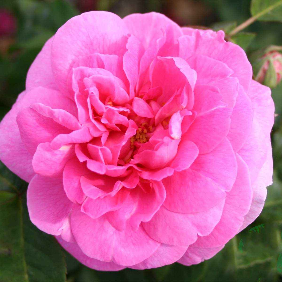 Storblommig Buskros Omnia Garden Gertrude Jekyll