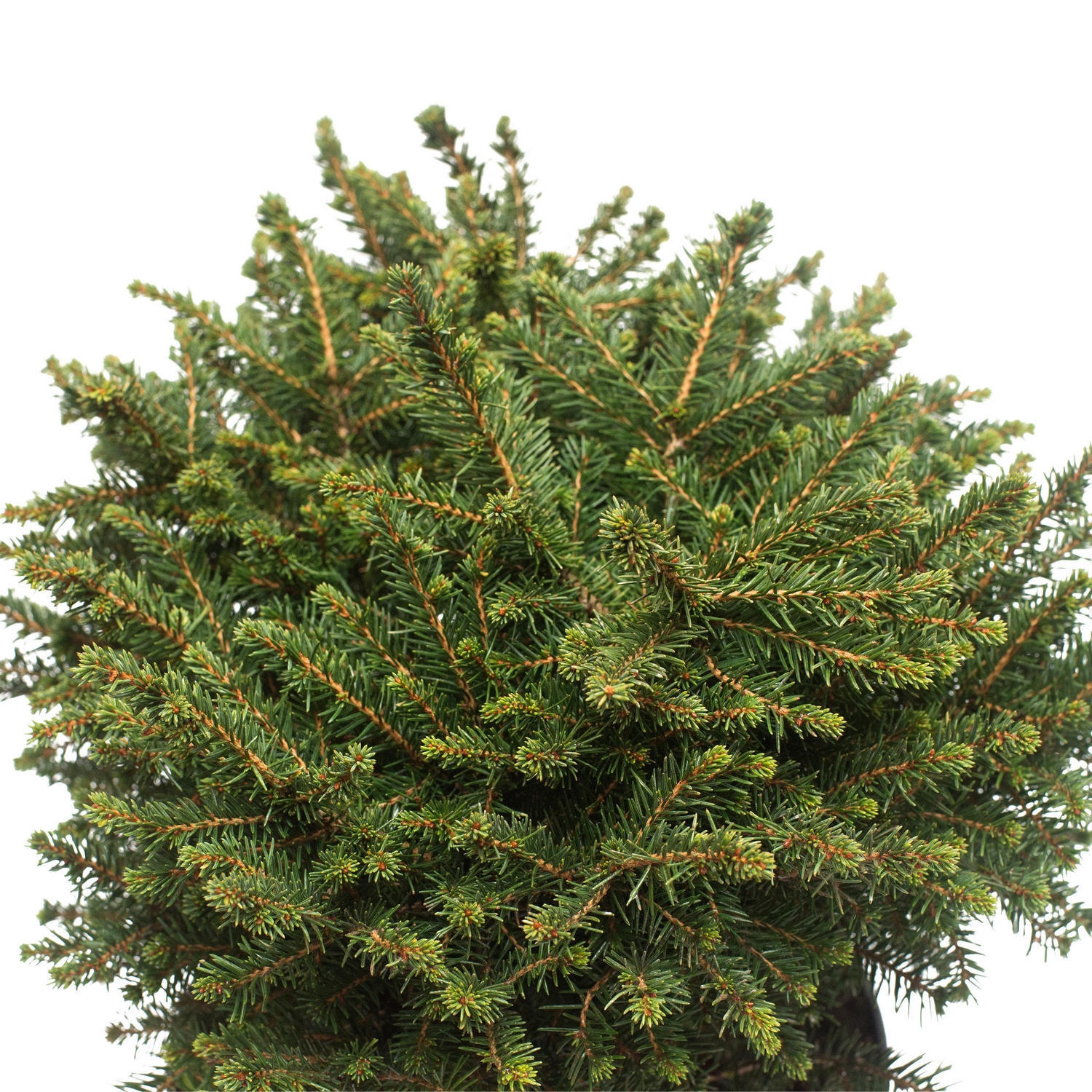 Serbisk Dvärggran Omnia Garden Karel