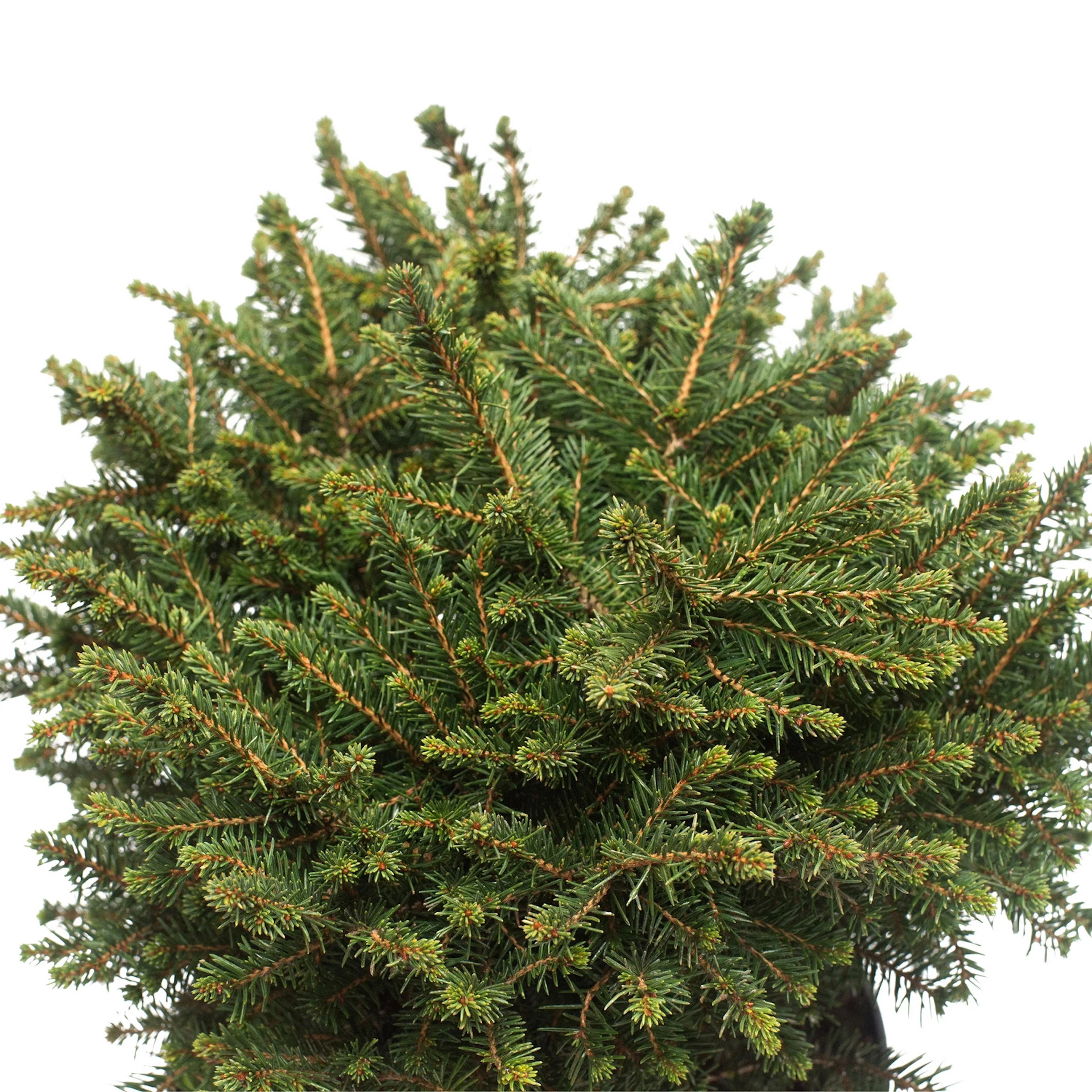 Serbisk Dvärggran Omnia Garden Karel