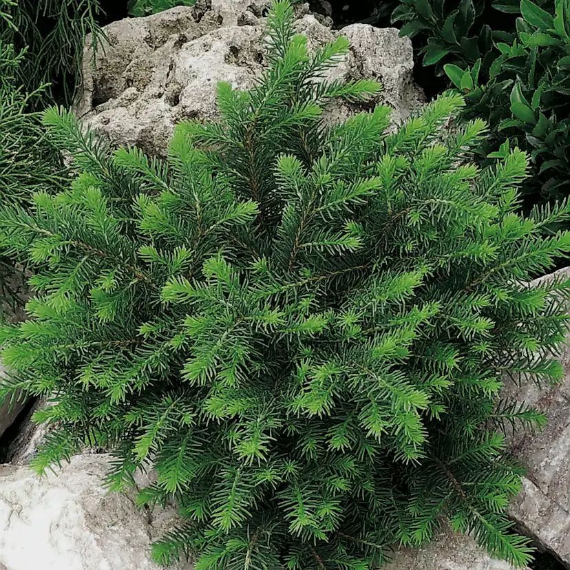 Serbisk Dvärggran Omnia Garden Karel