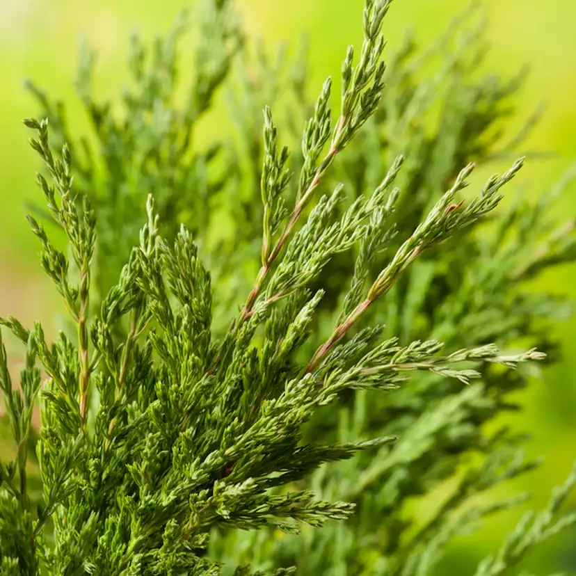 Prydnadsbuske Amerikansk Kryp-En Omnia Garden Andorra Compact