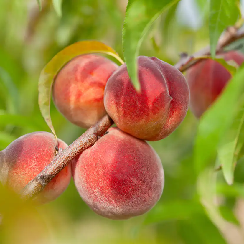 Träd Omnia Garden Persikot Redhaven - Fruktträd