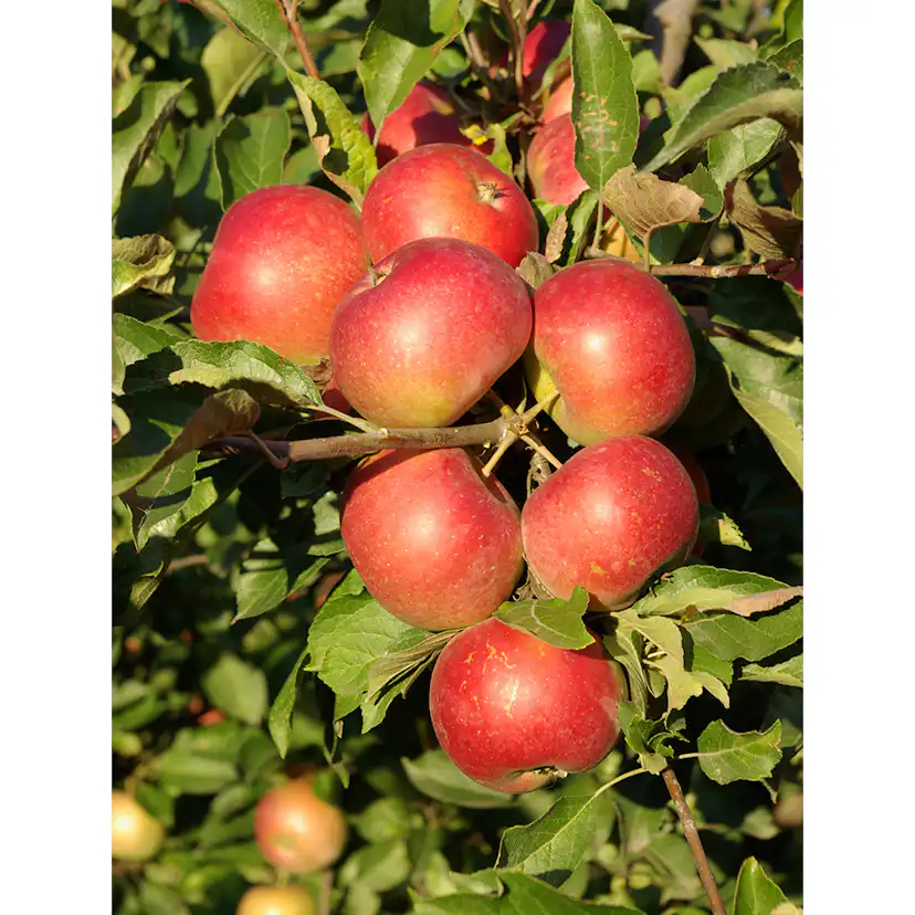 Äppelträd Omnia Garden Malus Domestica Cox´s Orange Queen