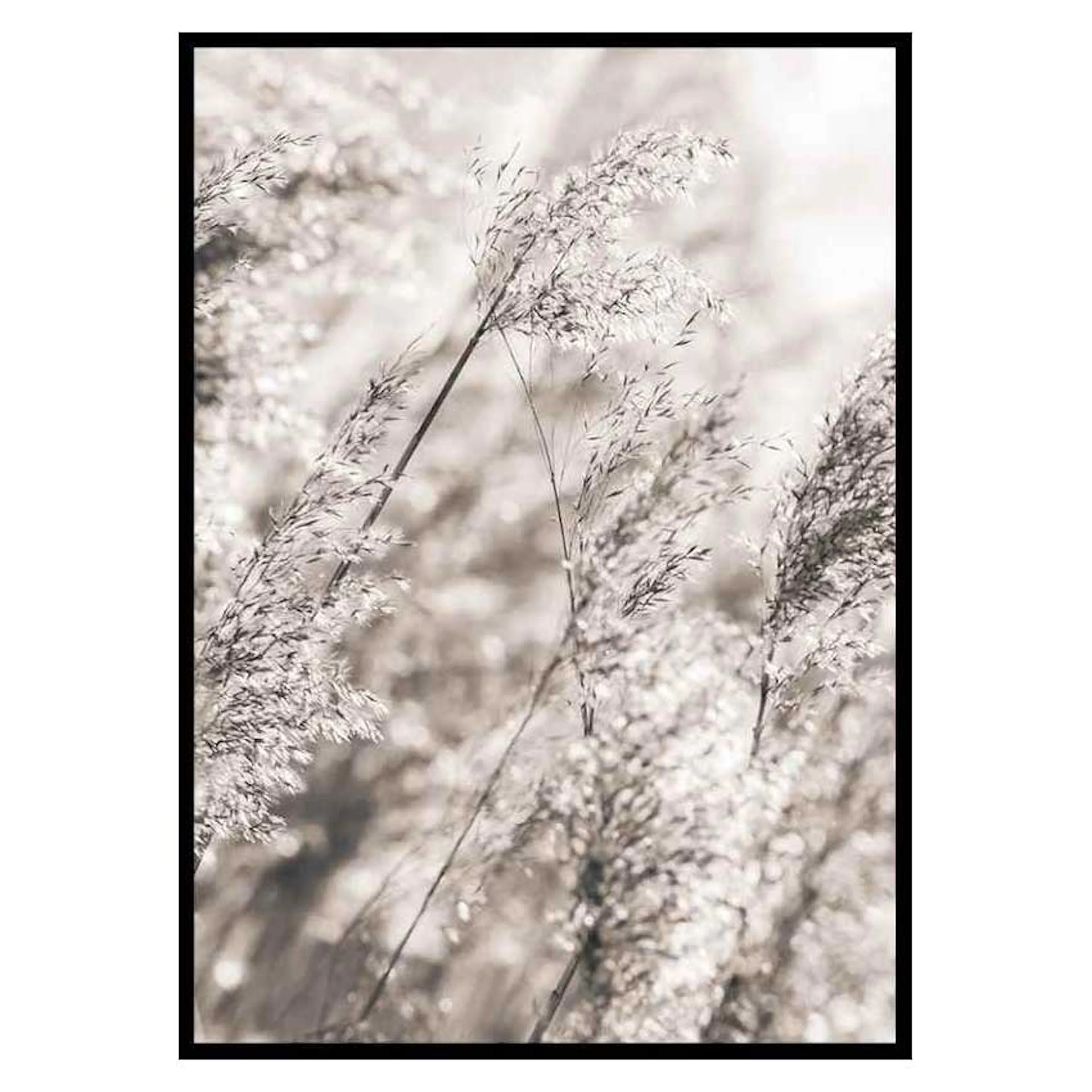 Poster Gallerix Dried Plants No3