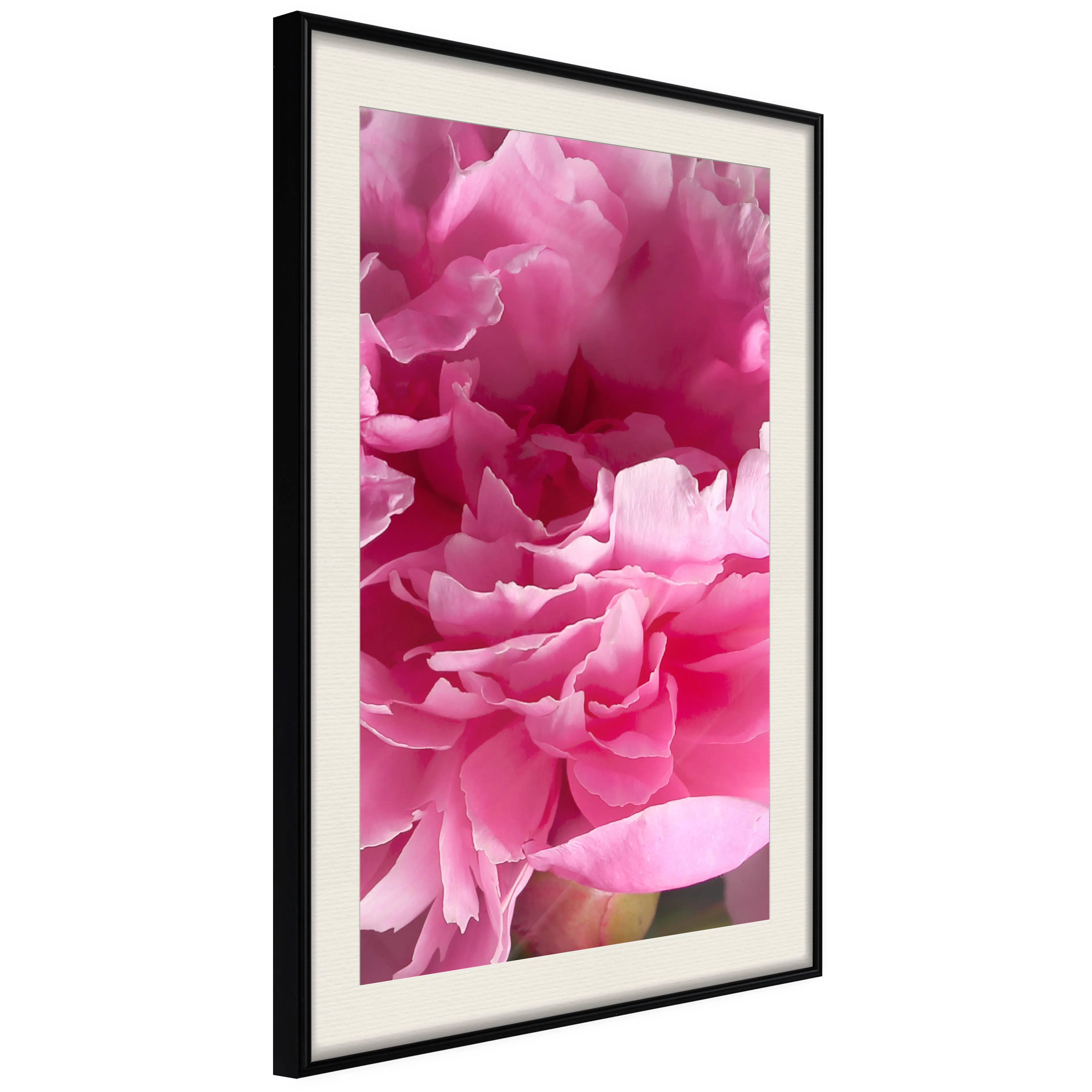 Poster Artgeist Affisch Beautiful Peonies