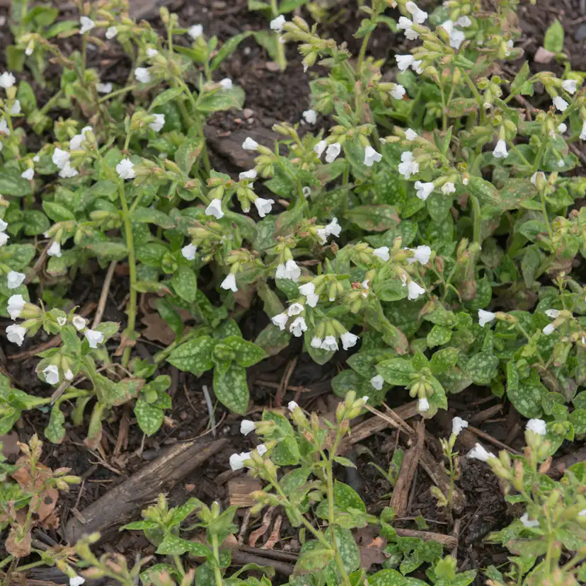 Perenn Omnia Garden Fläckig Lungört Sissinghurst White