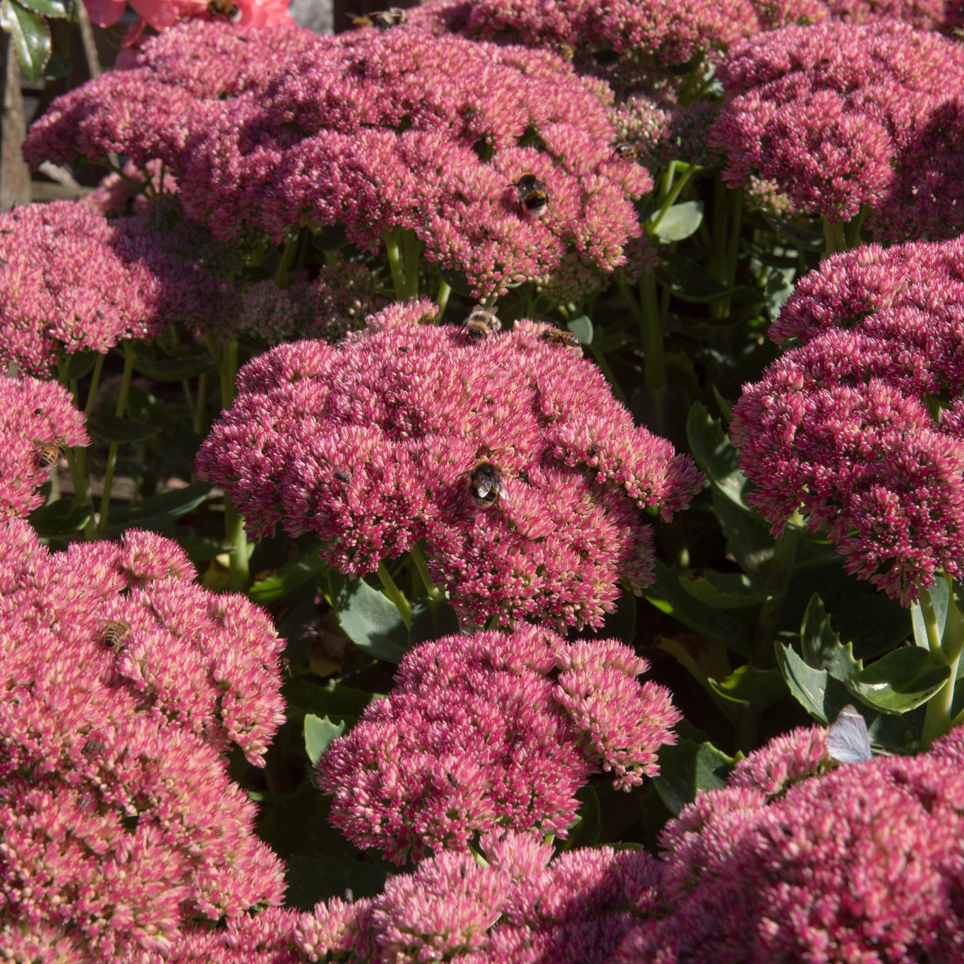 Perenn Omnia Garden Kinesisk Kärleksört Hylotelephium Spectabile Brilliant