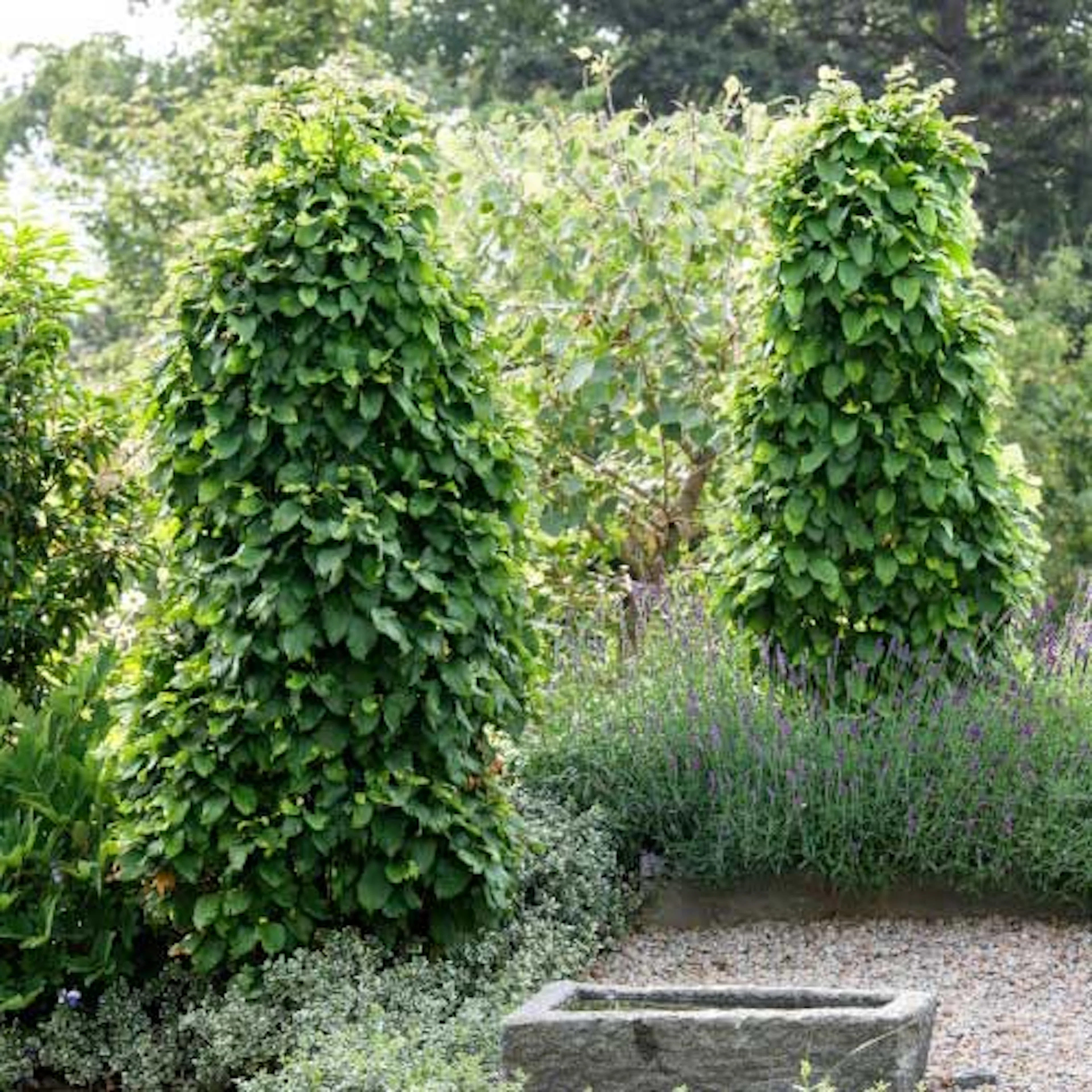 Carpinus Betulus 100-pack
