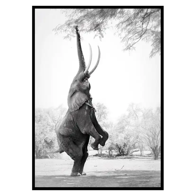 Poster Gallerix Standing Tall Elephant