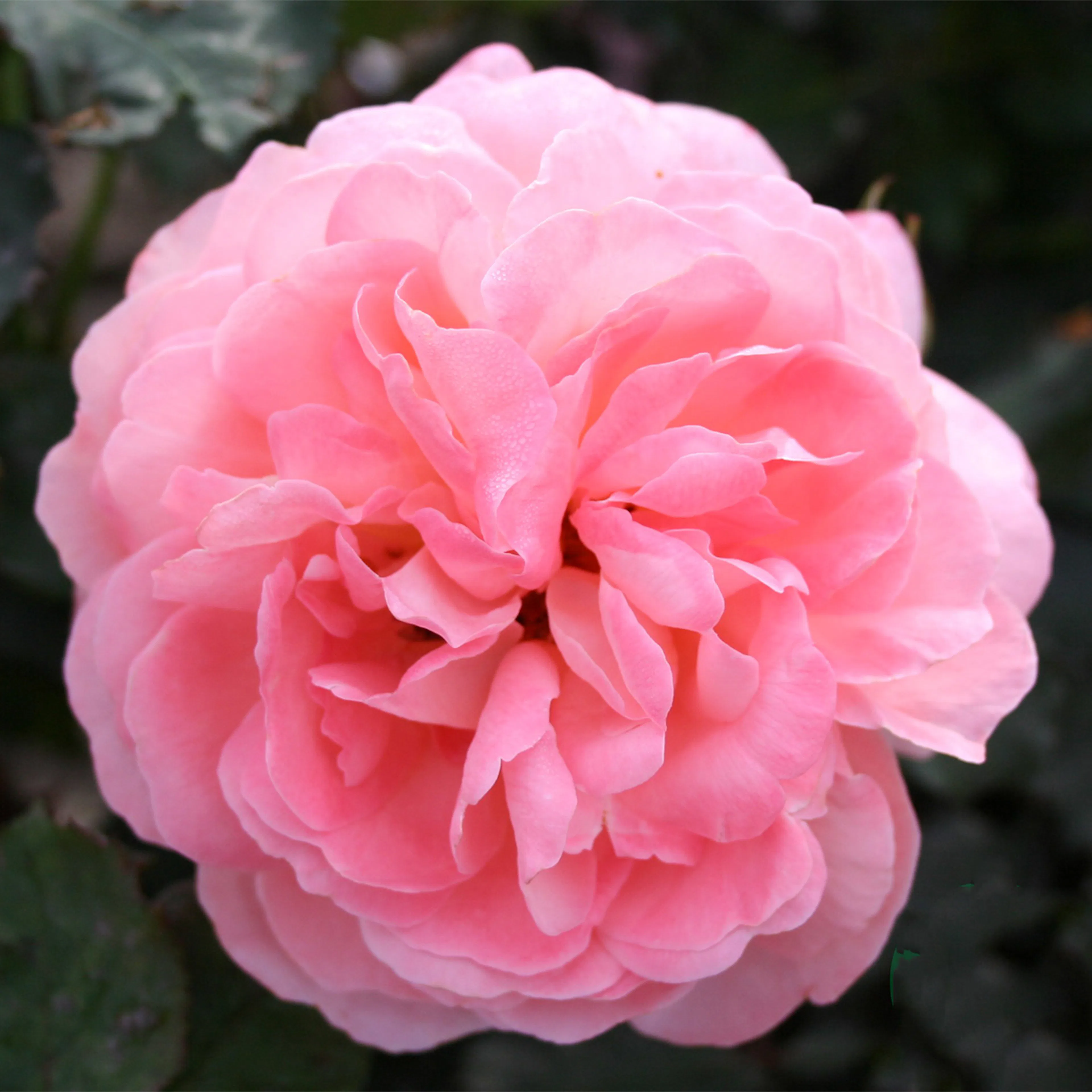 Rosa "Sissel Renaissance", 1-pack 1-pack