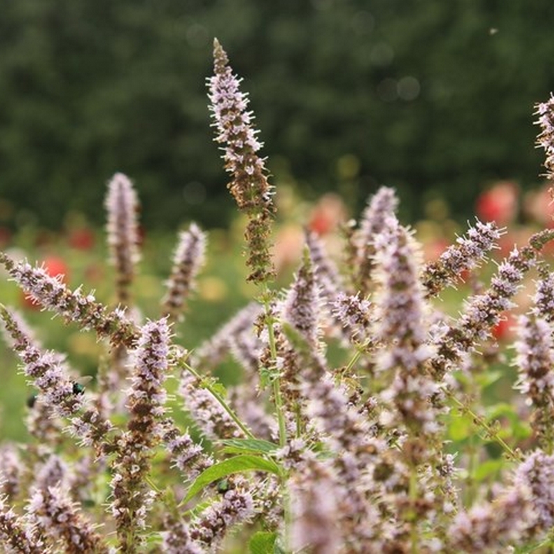Grönmynta Omnia Garden Fägre