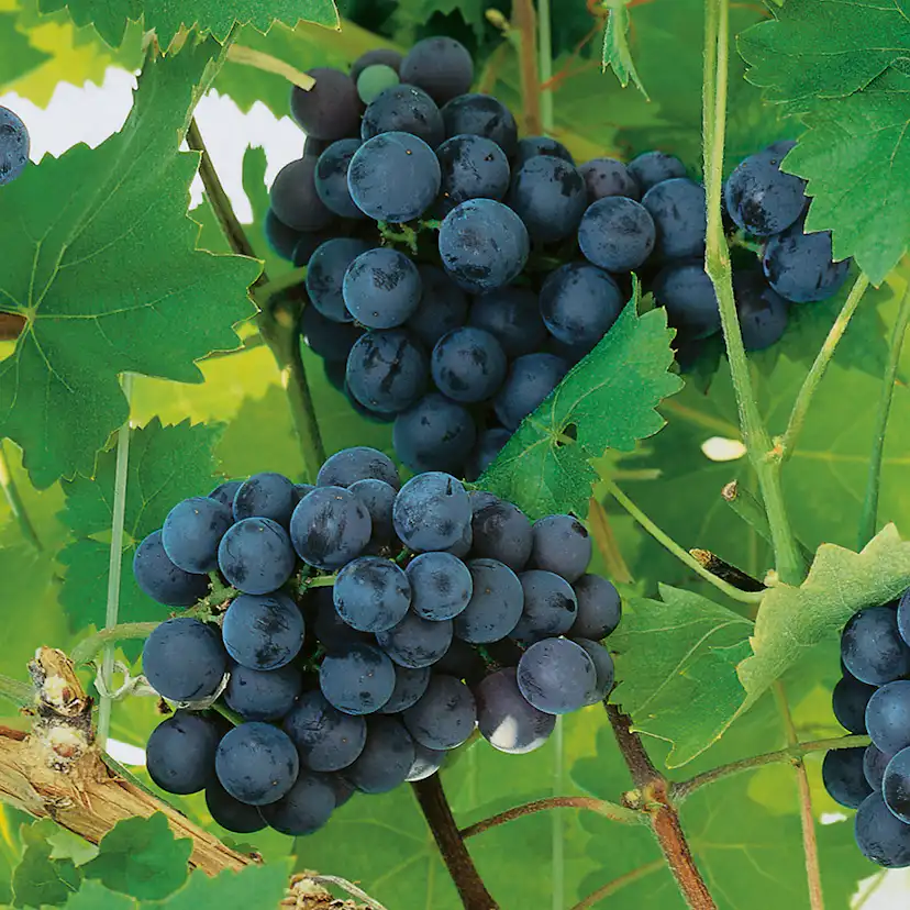 Ranka Blå Vindruvor Omnia Garden 30-50 cm