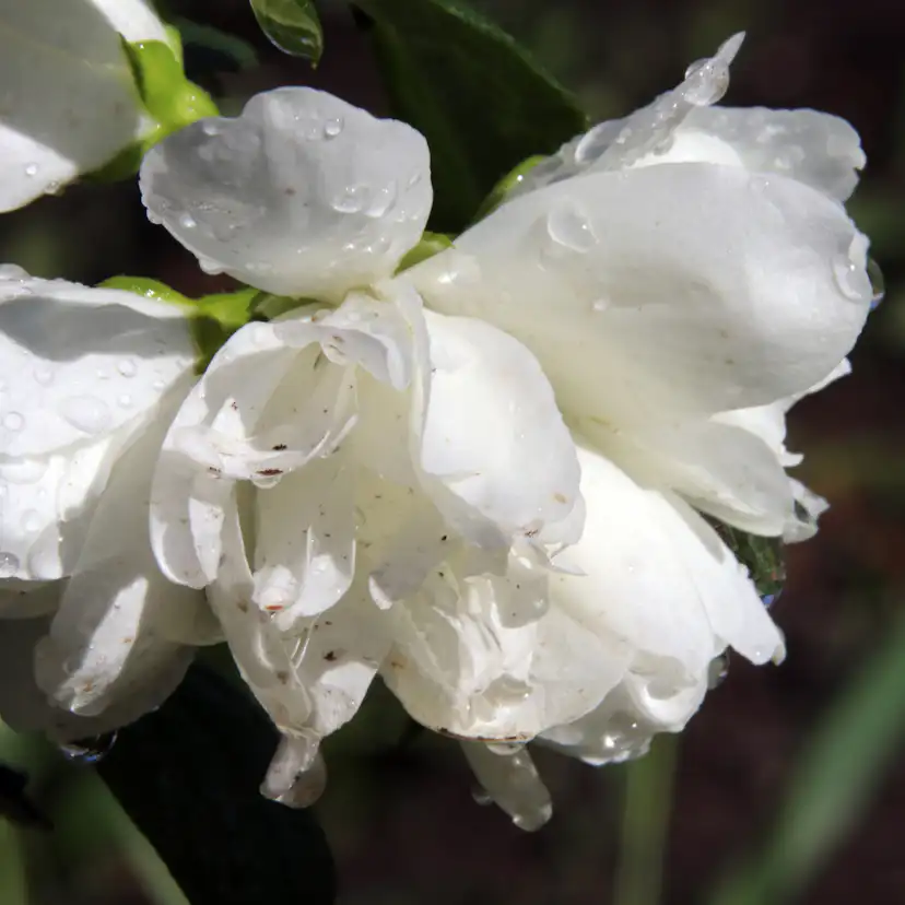 Prydnadsbuske Kameliaschersmin Omnia Garden Snowbelle