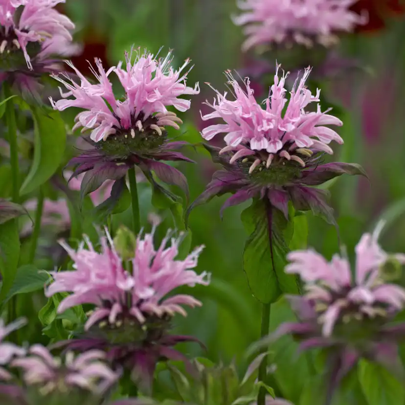 Perenner Omnia Garden Temynta Beauty of Cobham