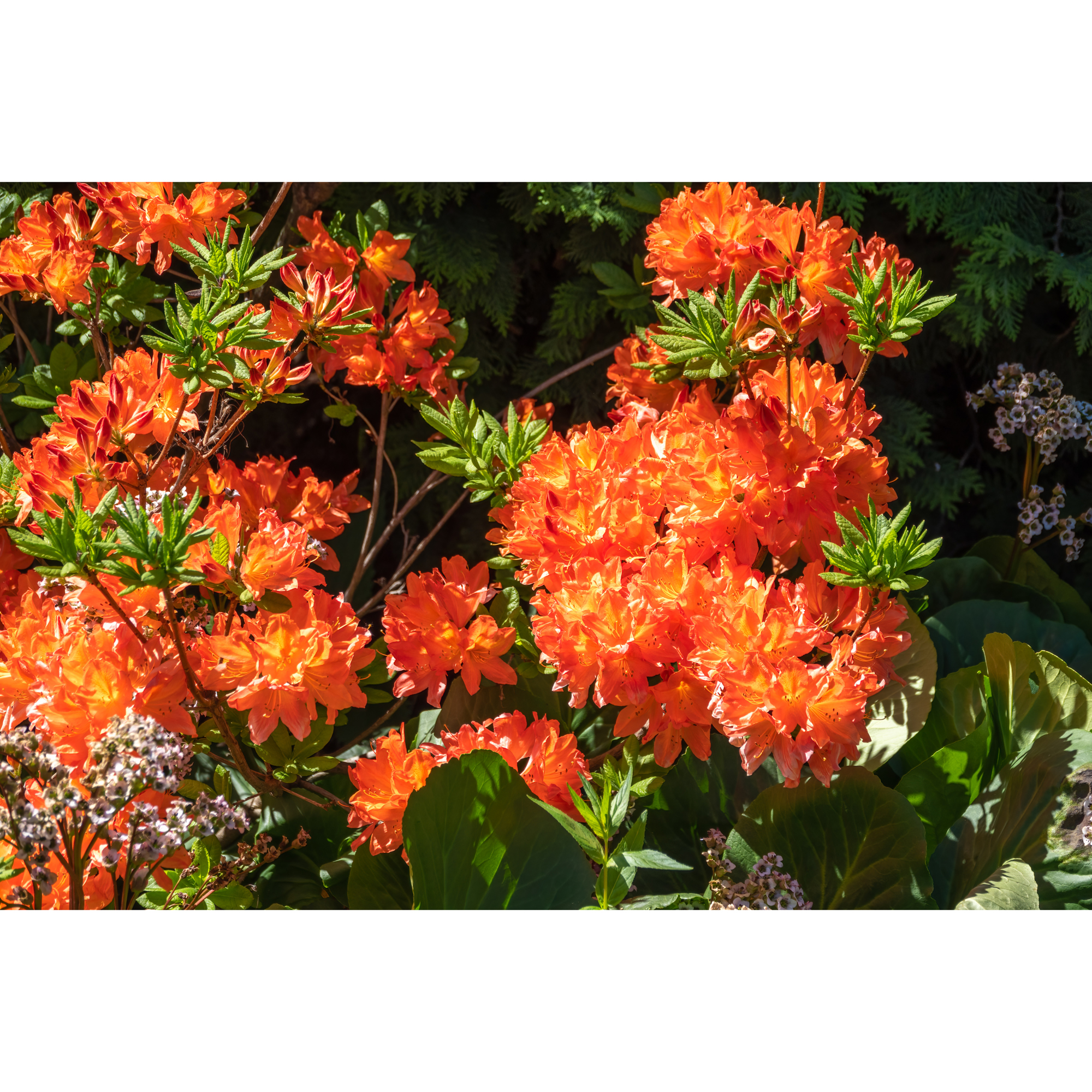 Rhododendron Azalea Omnia Garden Knaphill Gibraltar 30-40 cm