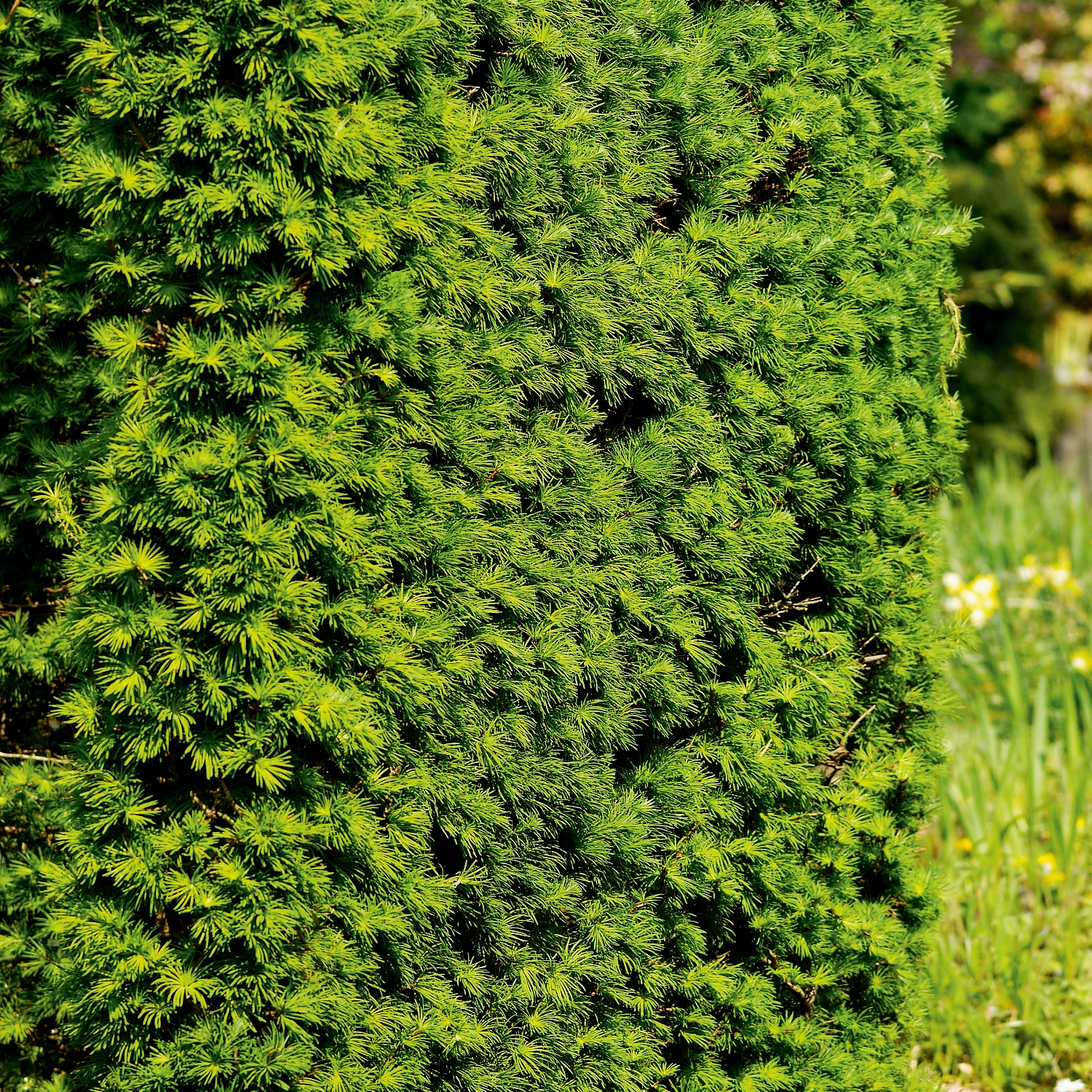 Häck Japansk Lärk Omnia Garden