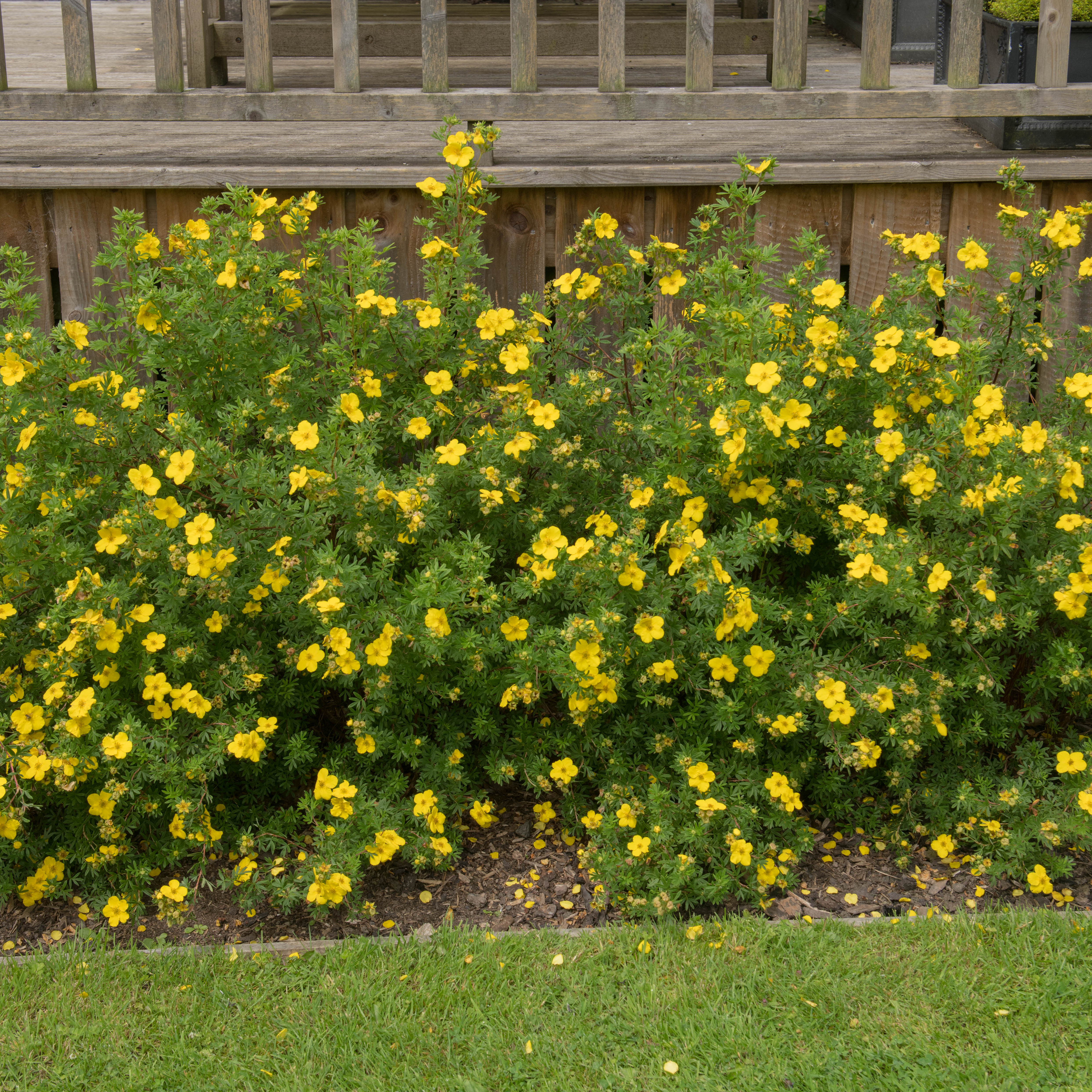 Planta Ölandstok Omnia Garden 30-50cm Krukodlade