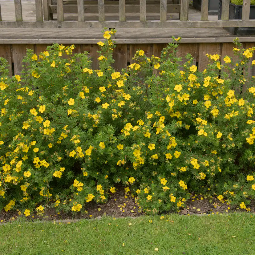 Planta Ölandstok Omnia Garden 30-50cm Krukodlade