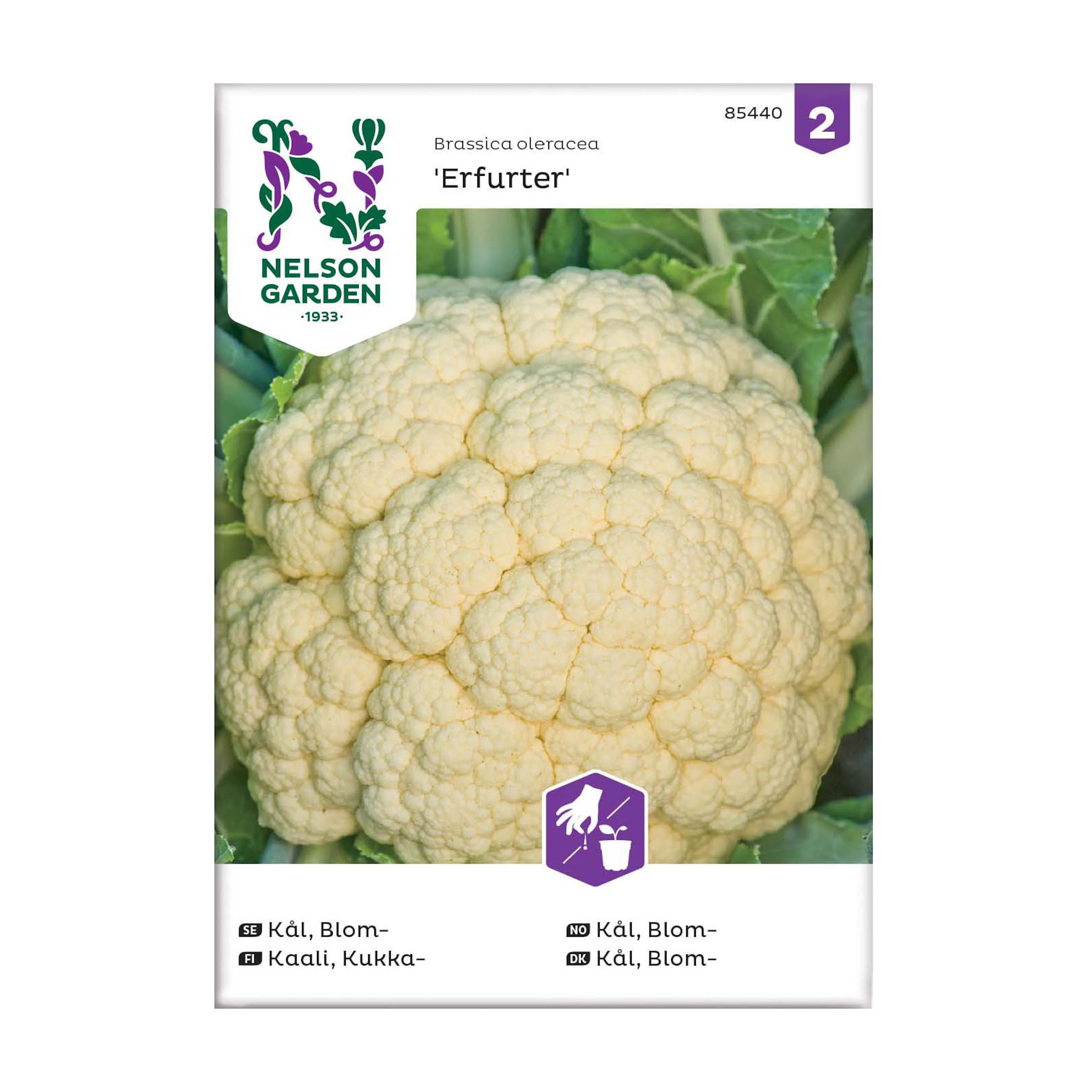 Frö Blomkål Nelson Garden Erfurt