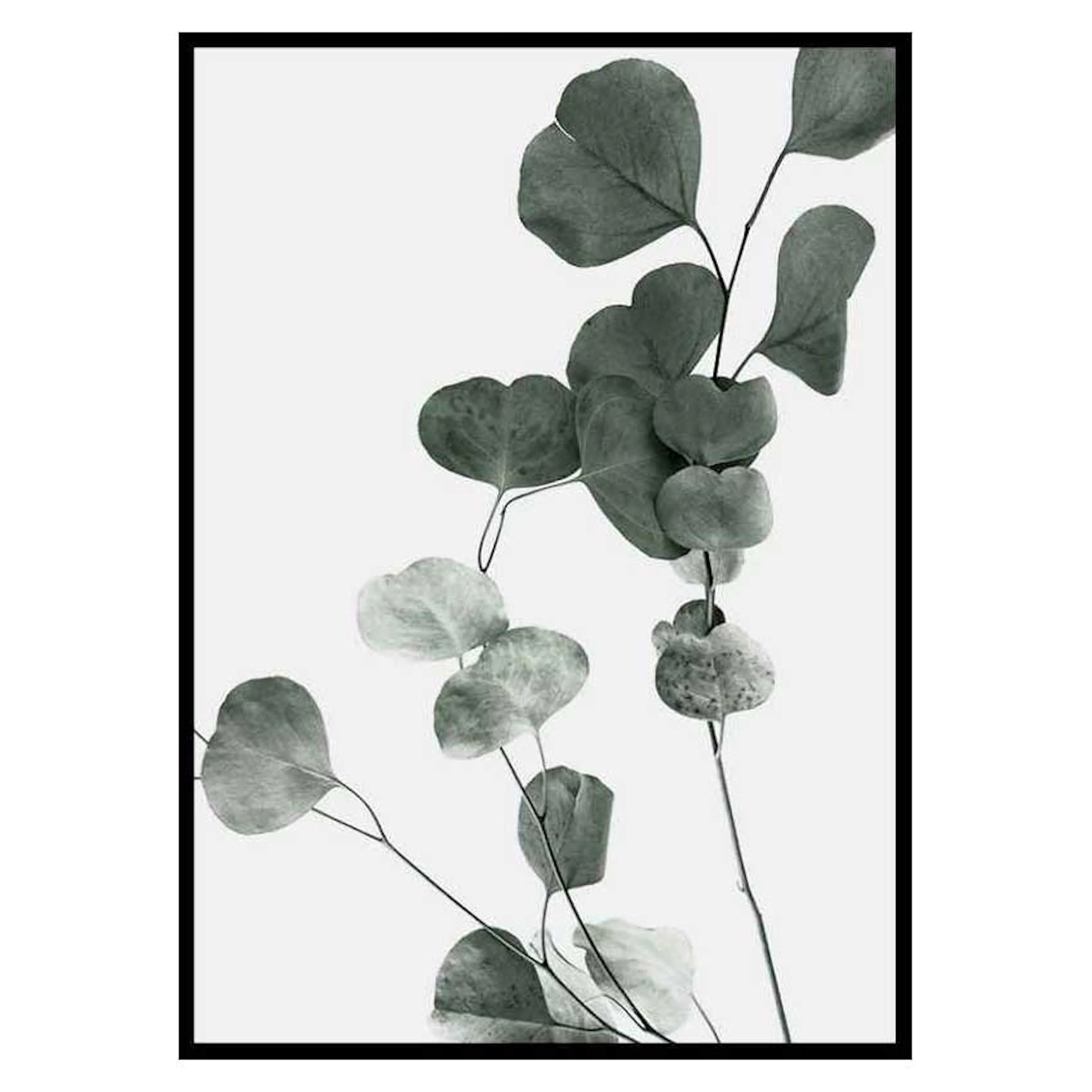 Poster Gallerix Eucalyptus No7
