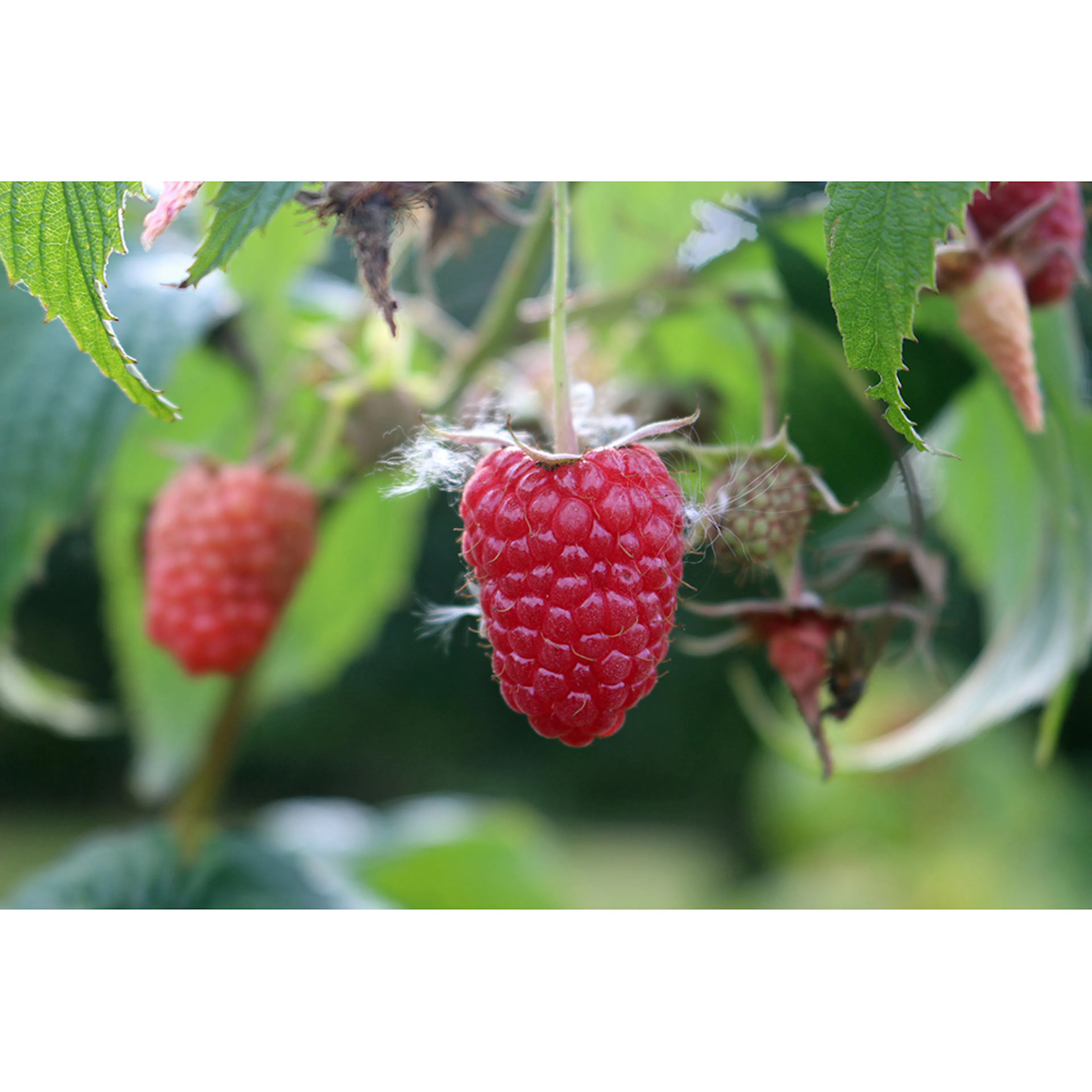 Hallon Omnia Garden Rubus Elektra E