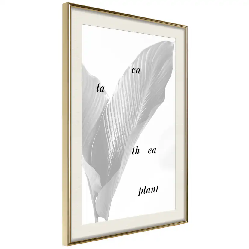 Poster Artgeist Affisch Calathea Plant