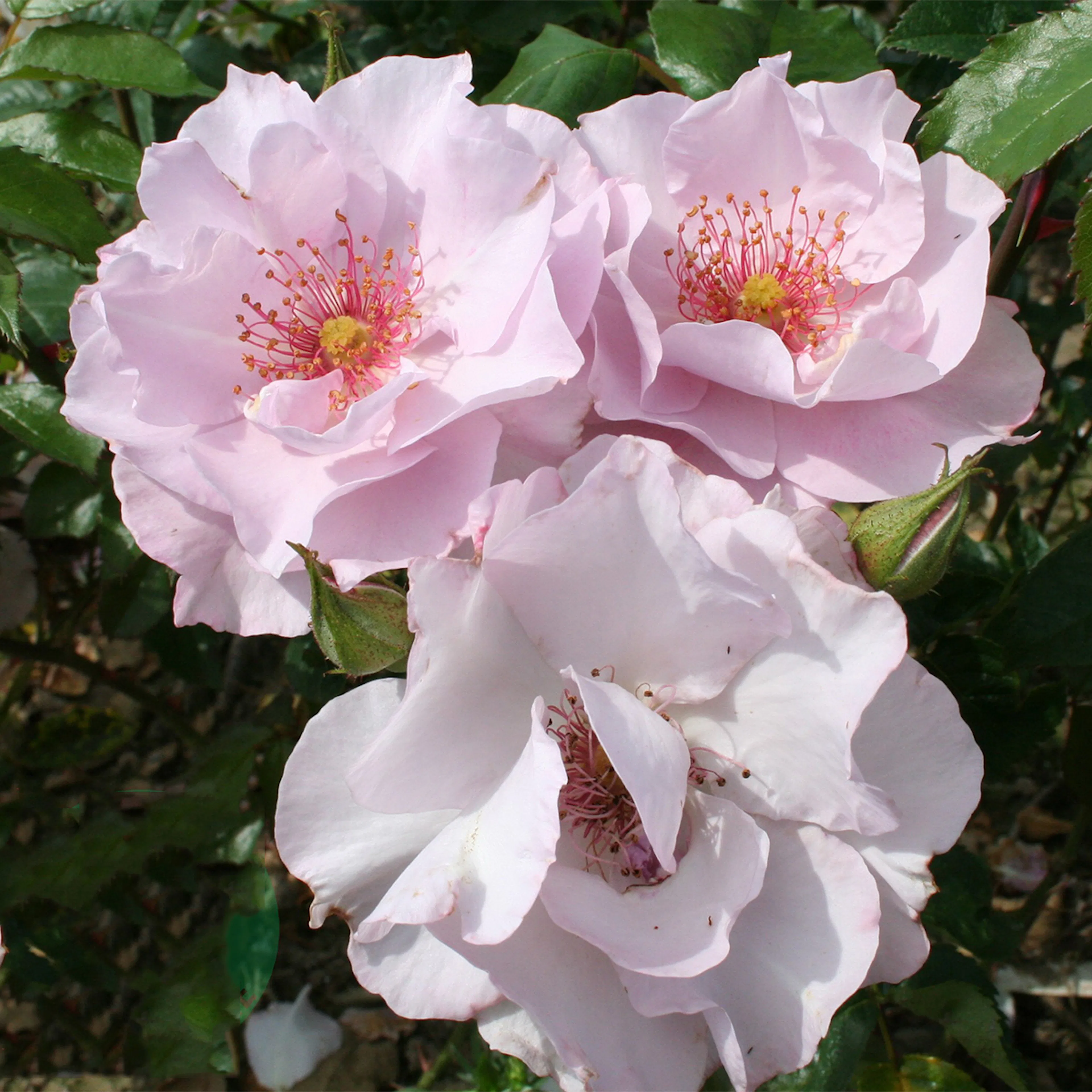 Rosa "Odyssey", 10-pack 10-pack