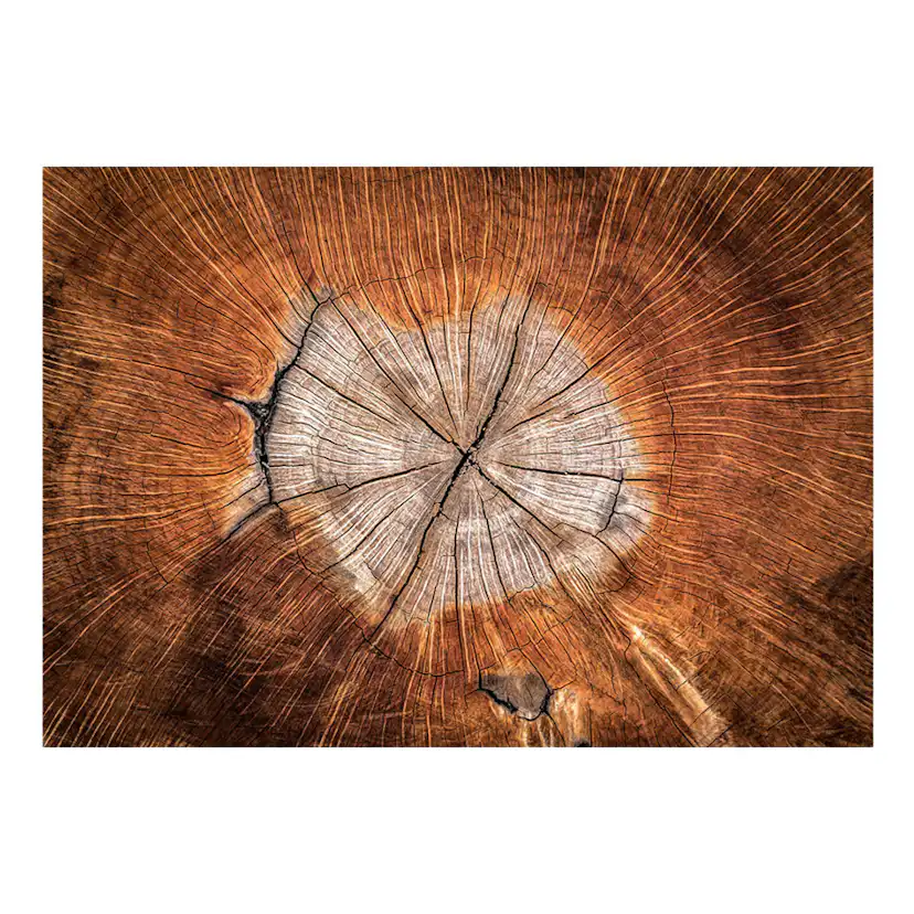Fototapet Arkiio The Soul Of A Tree