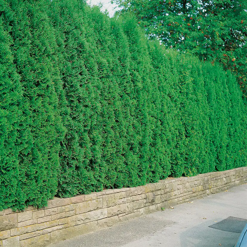 Planta tuja Omnia Gardenhäck 100-125 cm