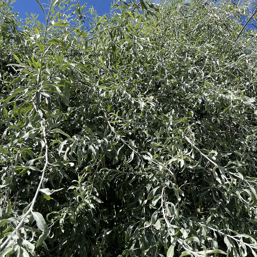Prydnadsträd Omnia Garden Silverpäron, Grönt Lövverk & Vit Blomning, 100-120 cm