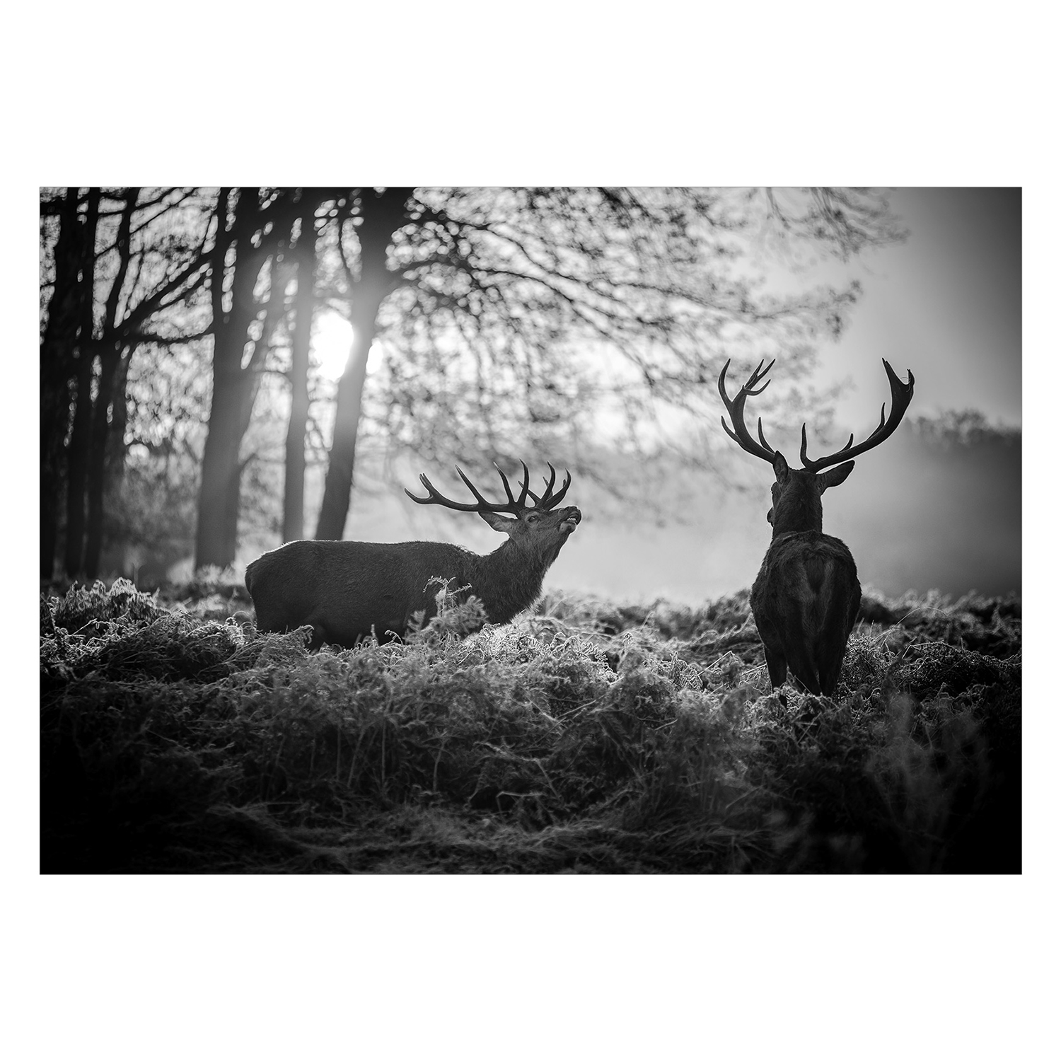Fototapet Arkiio Deers