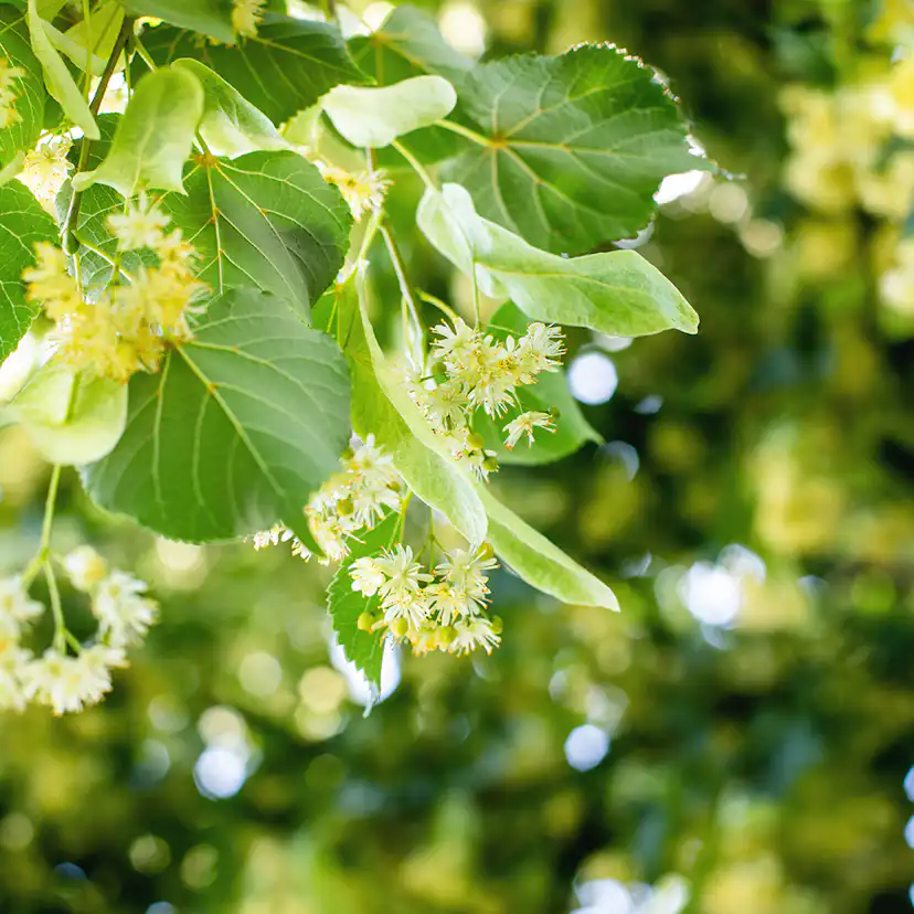 Prydnadsträd Skogslind Omnia Garden Tilia Cordata 150-200 cm