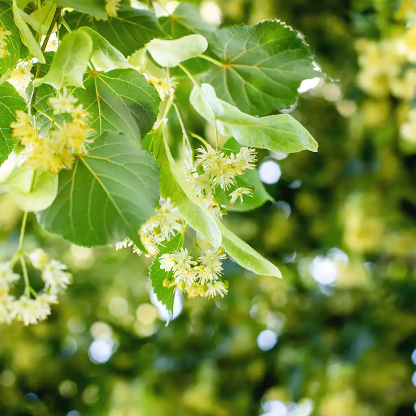 Prydnadsträd Skogslind Omnia Garden Tilia Cordata 150-200 cm