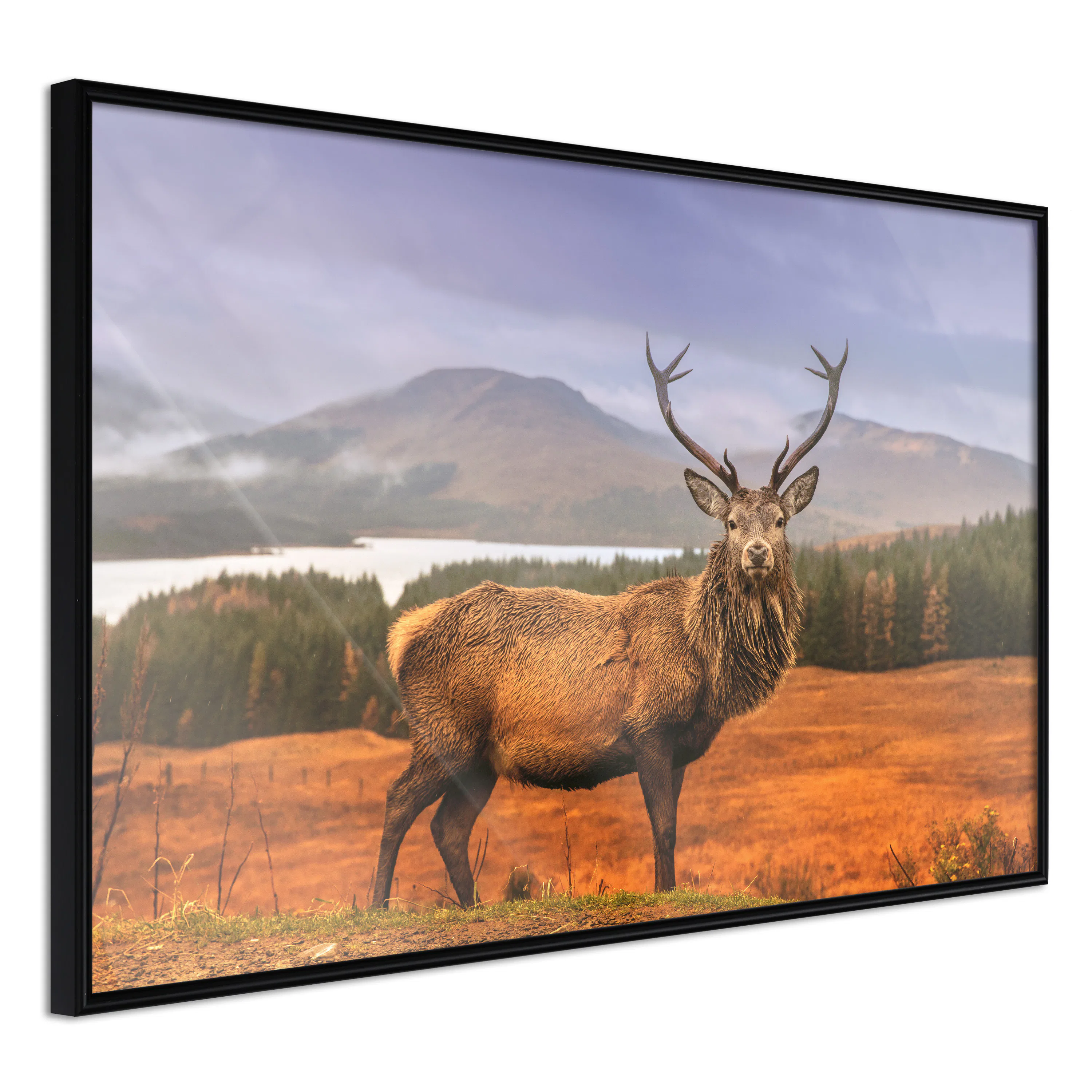 Poster Artgeist Affisch Scottish Stag