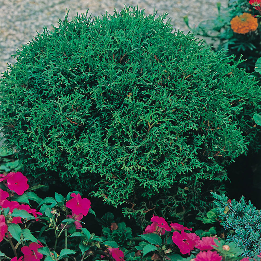 Dvärgtuja Omnia Garden Tiny Tim 25-30 cm