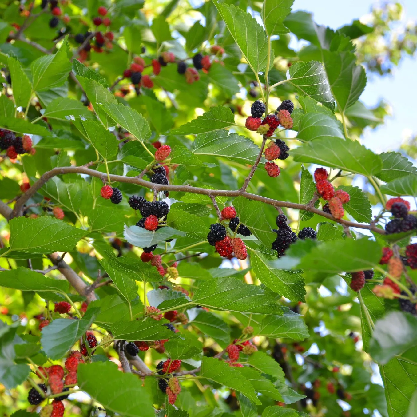 Bärträd Omnia Garden Svart Mullbär Morus Mulle E