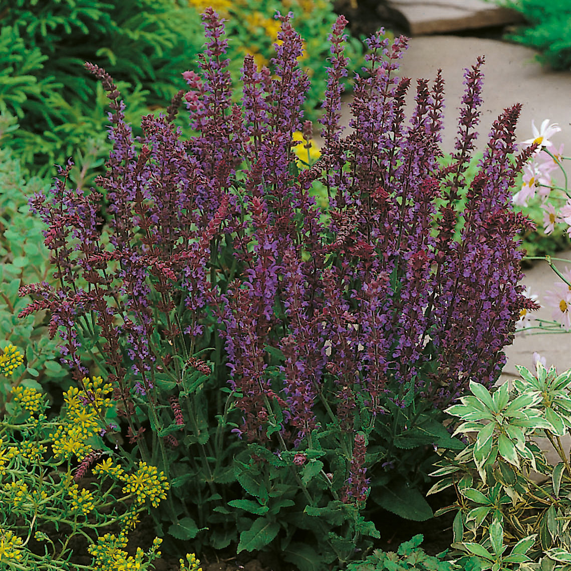 Stäppsalvia Omnia Garden Ostfriesland