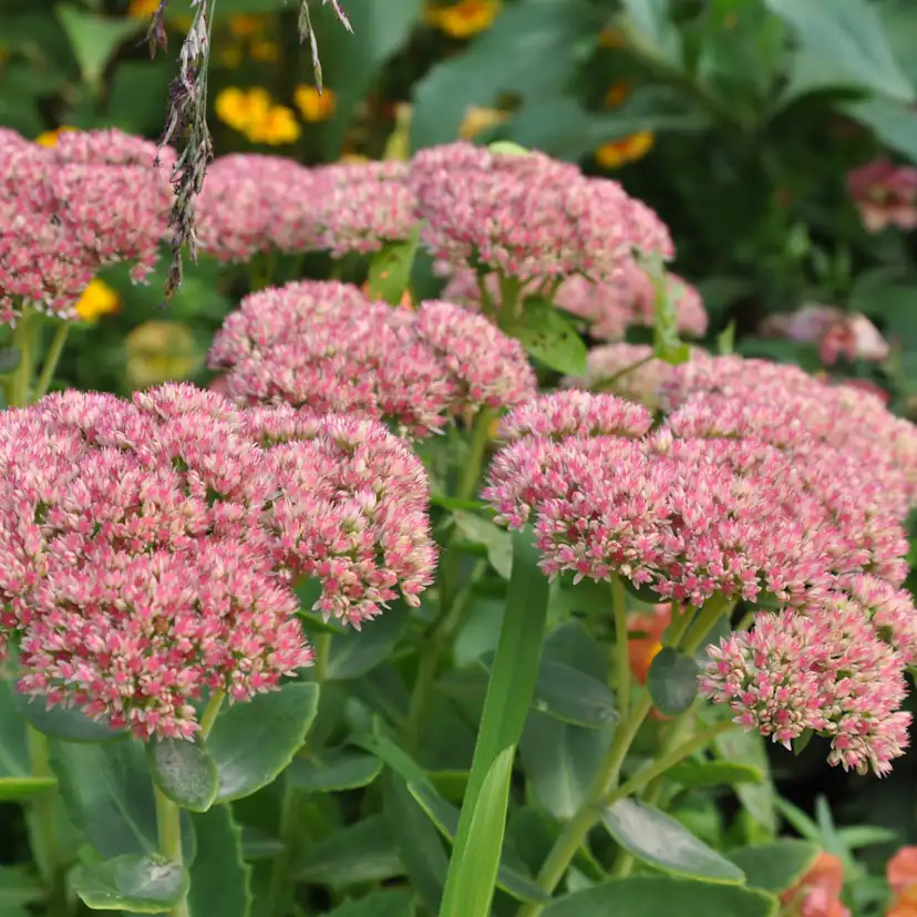 Perenn Omnia Garden Kinesisk Kärleksört Hylotelephium Spectabile Brilliant