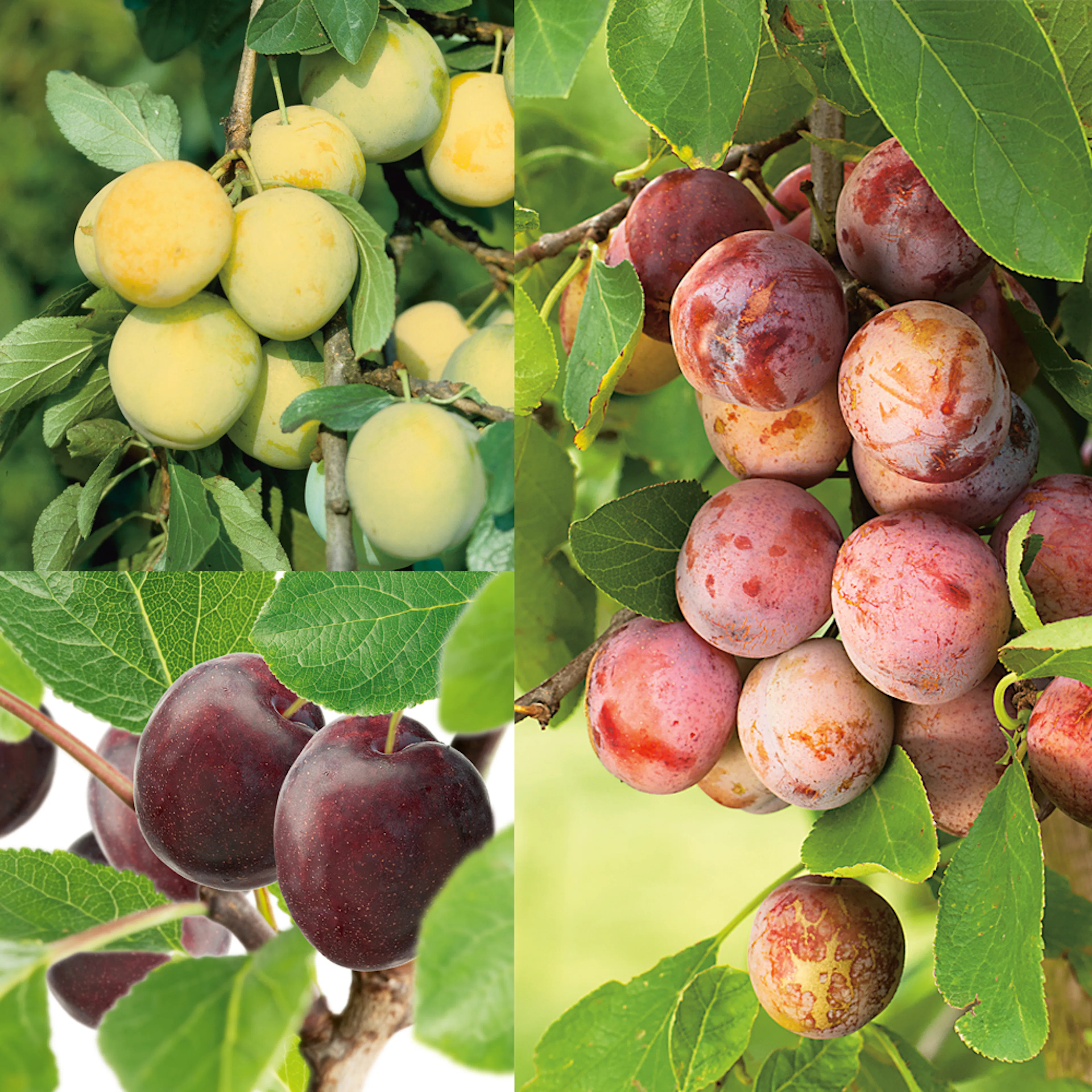 Familjeträd Omnia Garden Plommon