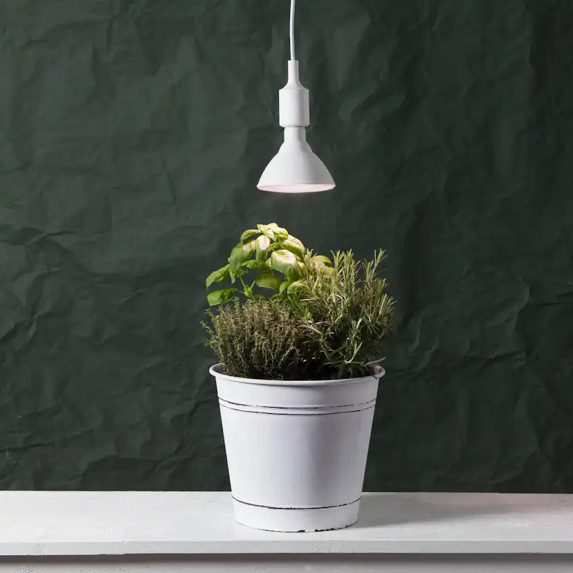 LED-lampa Star Trading E27 PAR38 Plant Light Röd