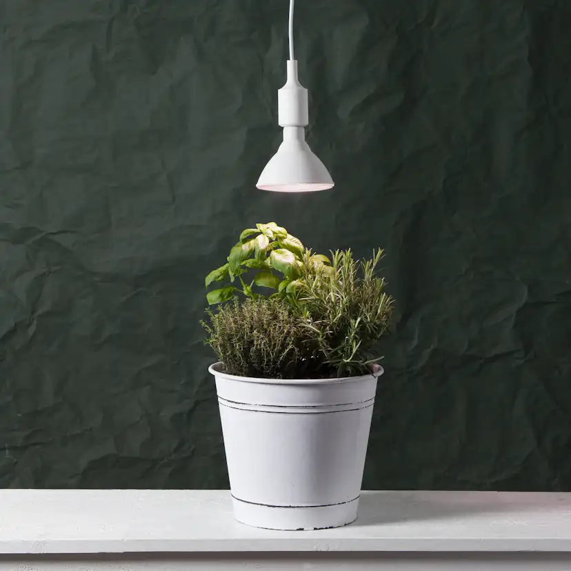 LED-lampa Star Trading E27 PAR38 Plant Light Röd