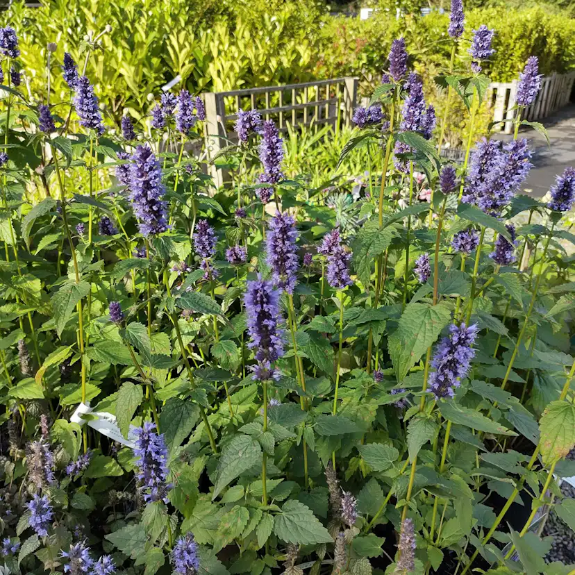 Perenn Omnia Garden Anisisop Black Adder
