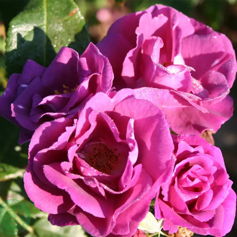Flerblommig Rabattros Omnia Garden Rhapsody in Blue