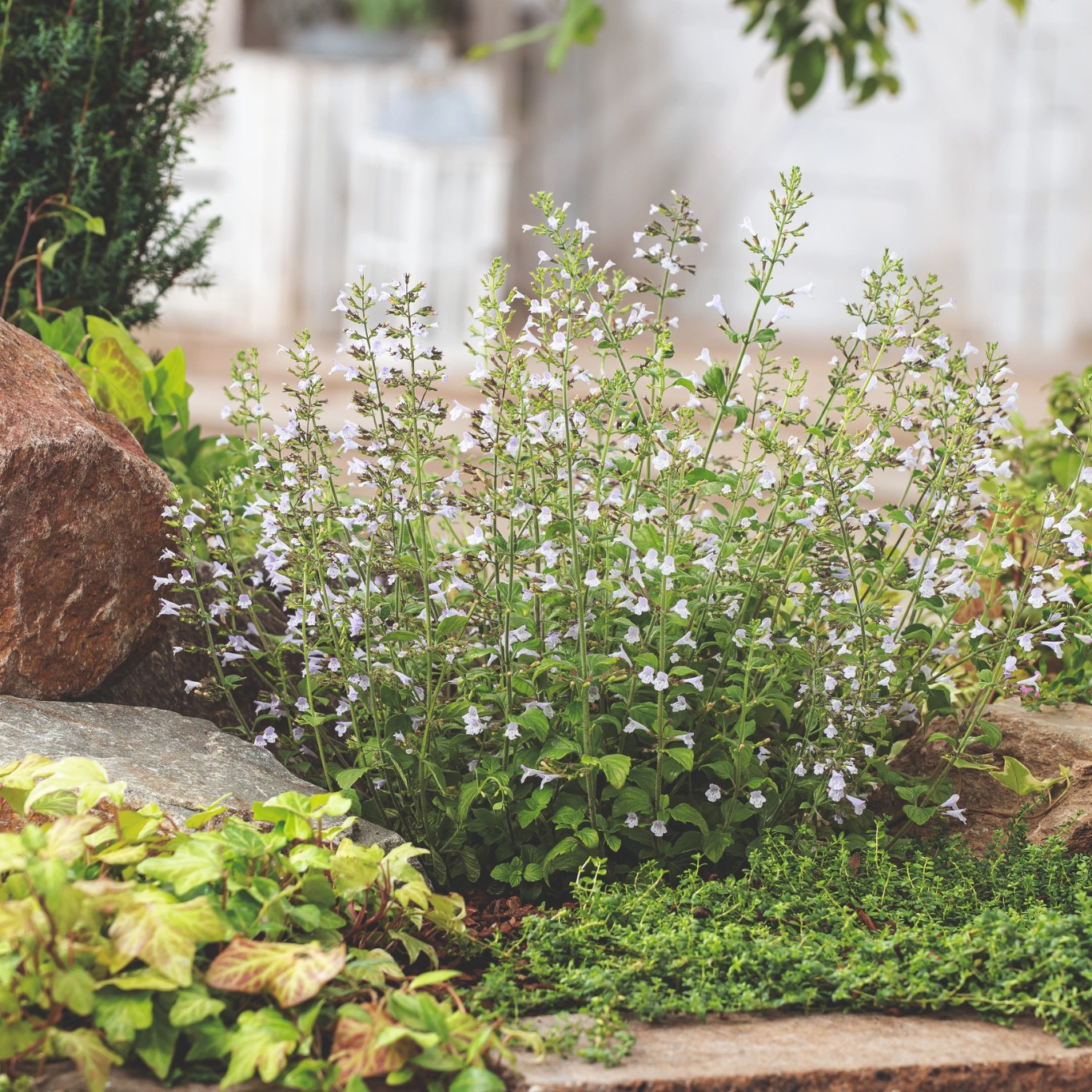 Perenn Omnia Garden Stenkyndel Blue Cloud